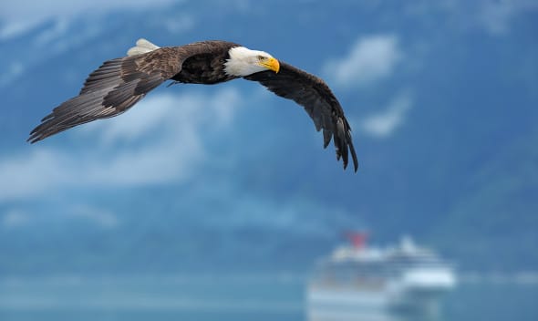 eagle, things to do in Juneau with Alaska Shore Tours