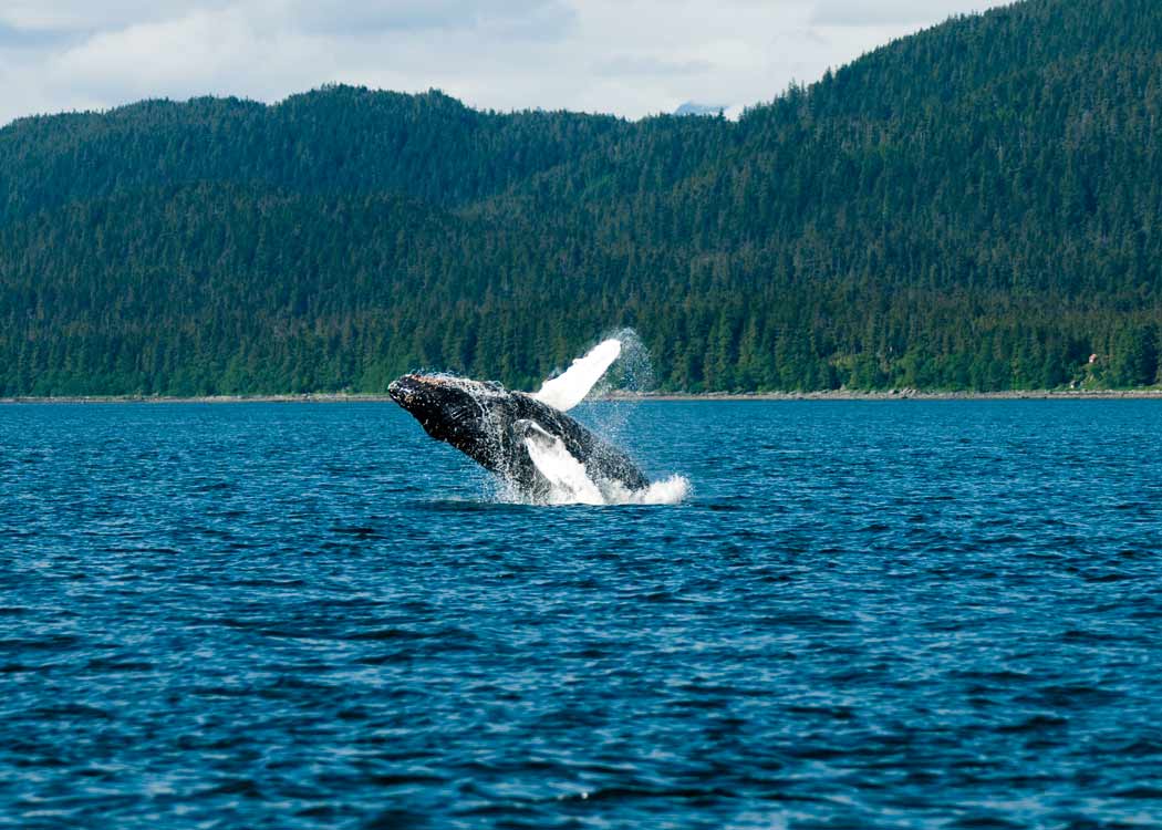 Whale Watching & Mendenhall Glacier Tour with Alaska Shore Tours