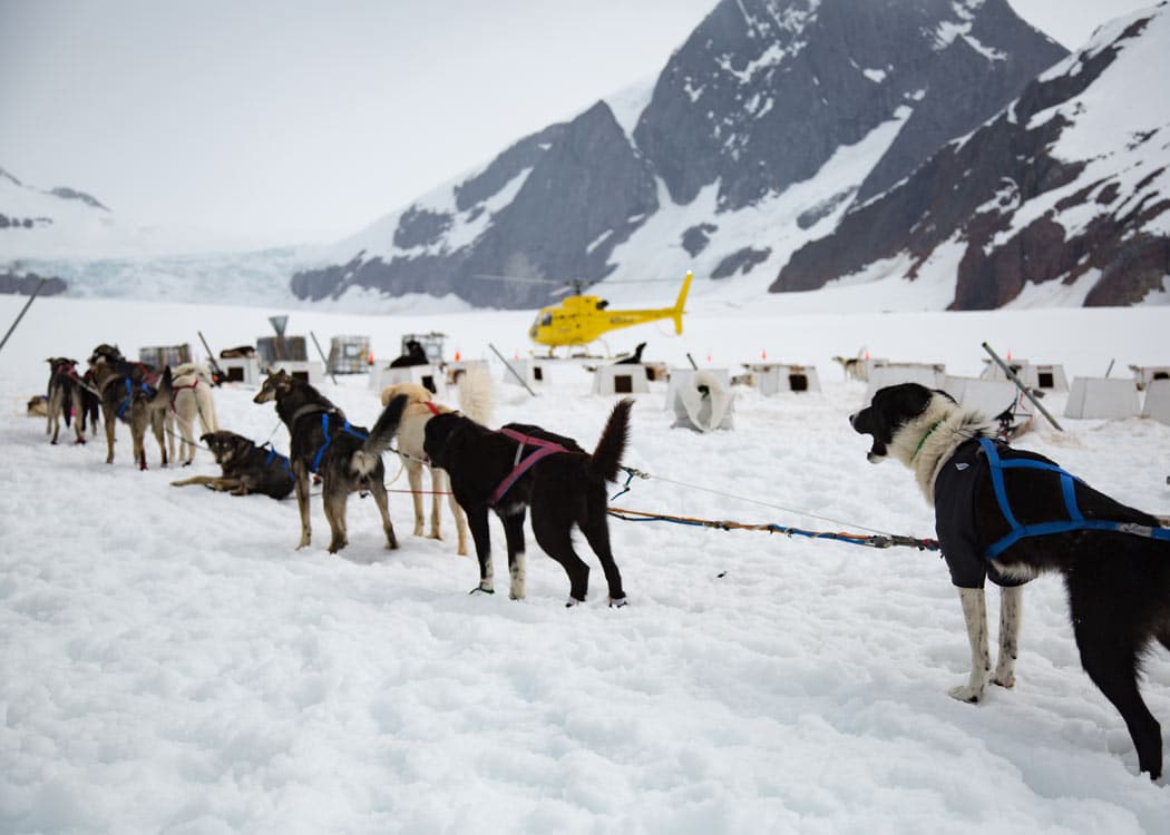 Helicopter Dogsledding with Extra Landing • Alaska Shore Tours