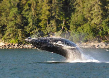 Whale Watching Tour with Alaska Shore Tours