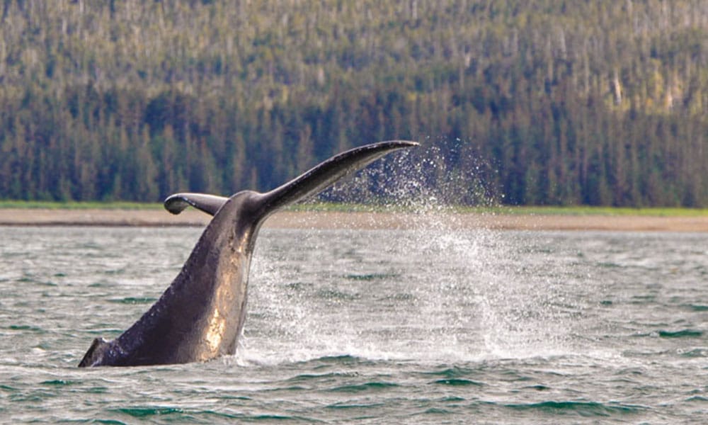 Juneau Whale Watching Tours