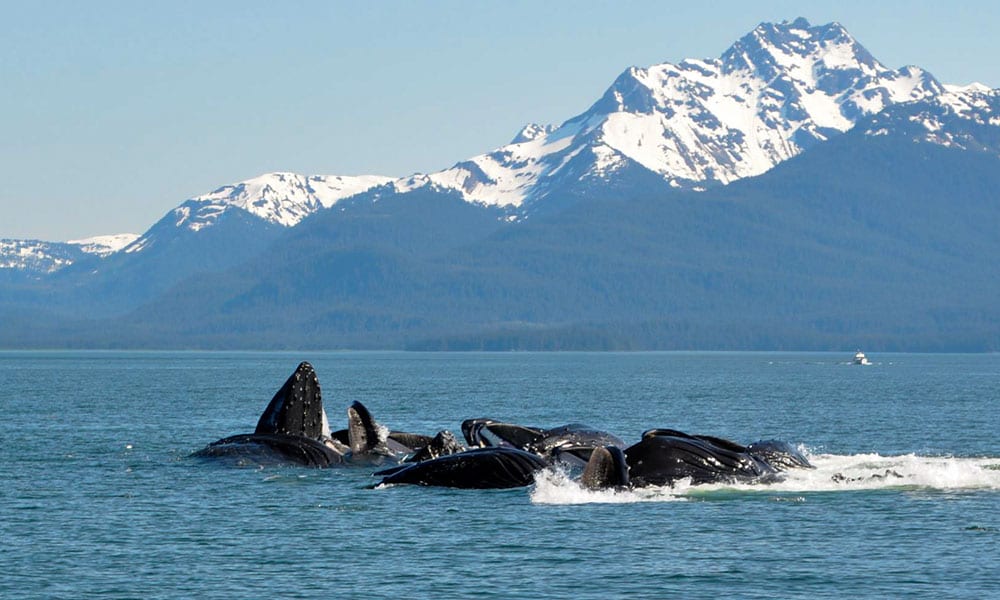 Whale Watching, Mendenhall Glacier, and Juneau City Tour