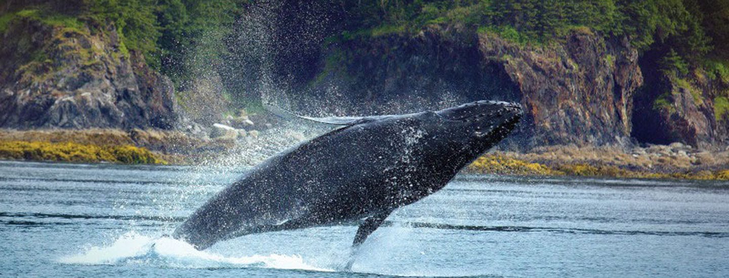 Whale Watching and King Crab Feast with Alaska Shore Tours