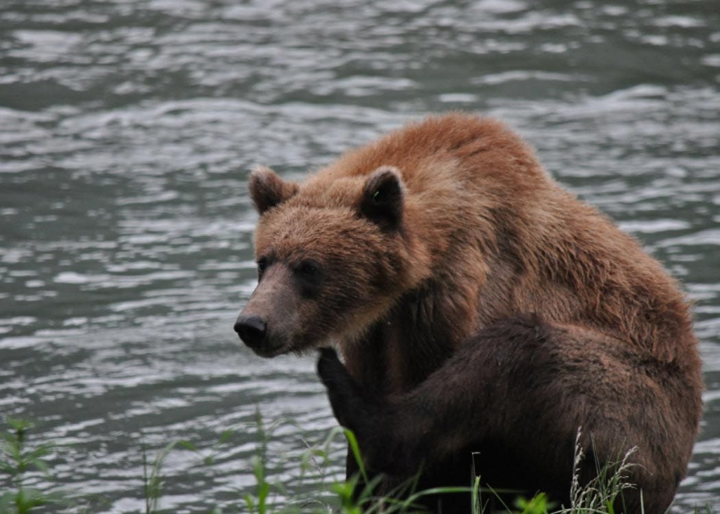 Wildlife Safari & Bear Viewing with Alaska Shore Tours