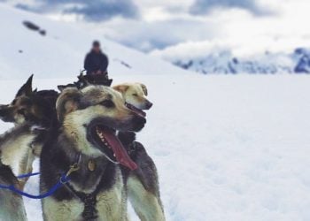 Skagway Helicopter and Dogsled Excursion with Alaska Shore Tours