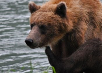 Wildlife Safari and Bear Viewing with Alaska Shore Tours