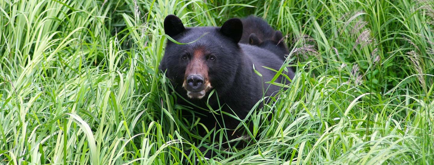 Black Bear & Wildlife Exploration with Alaska Shore Tours