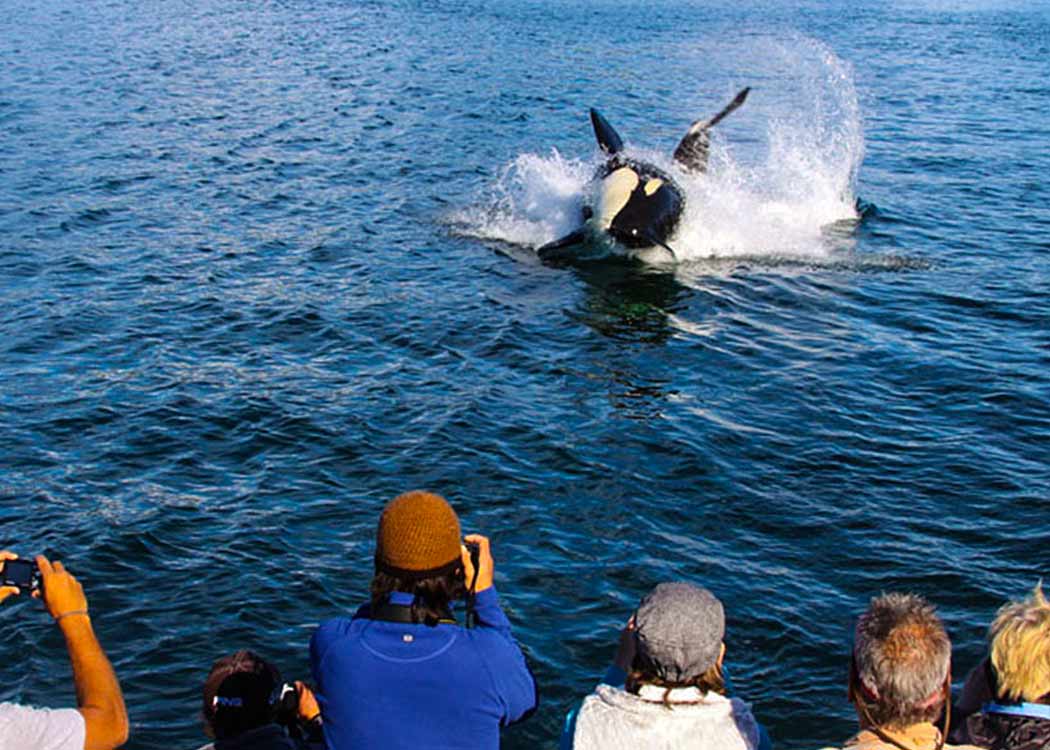 Ales & Whales with Alaska Shore Tours