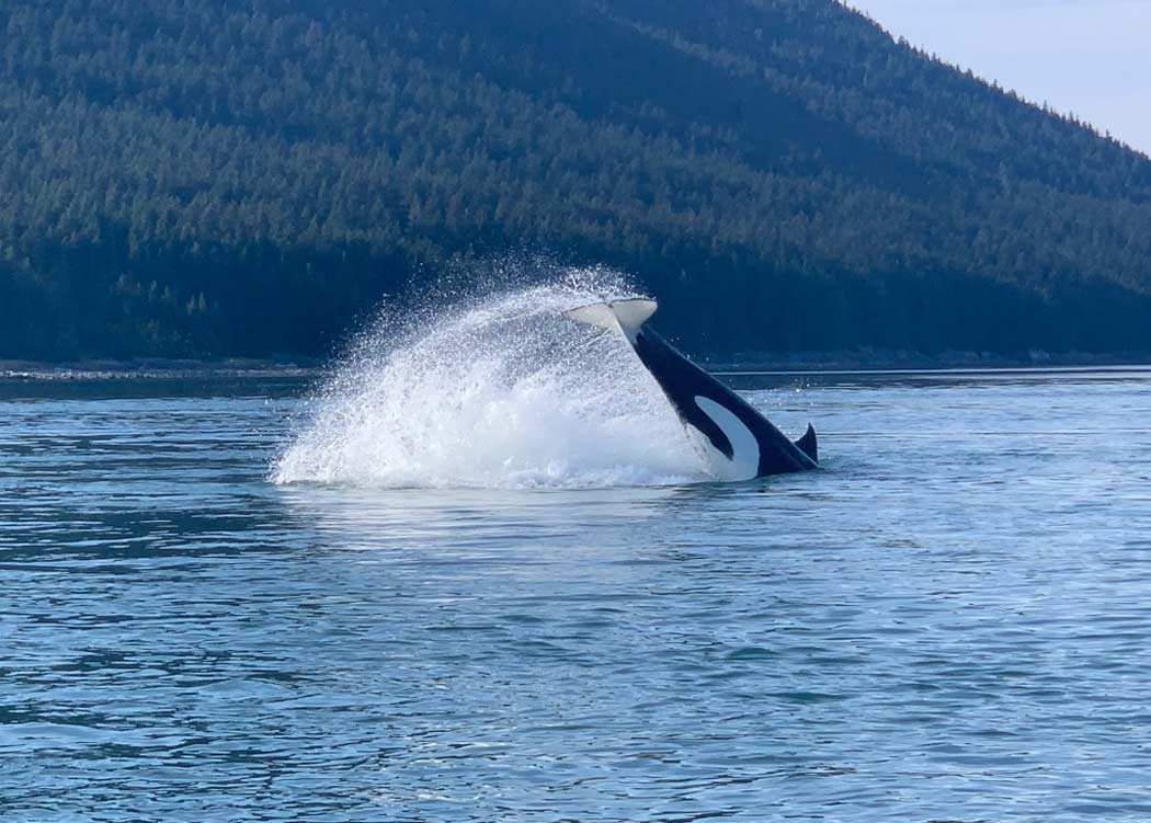 Guaranteed Whale Watching Adventure with Alaska Shore Tours