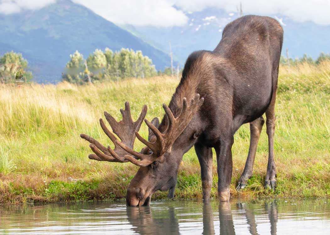 Alaska Wildlife Day Tour with Alaska Shore Tours