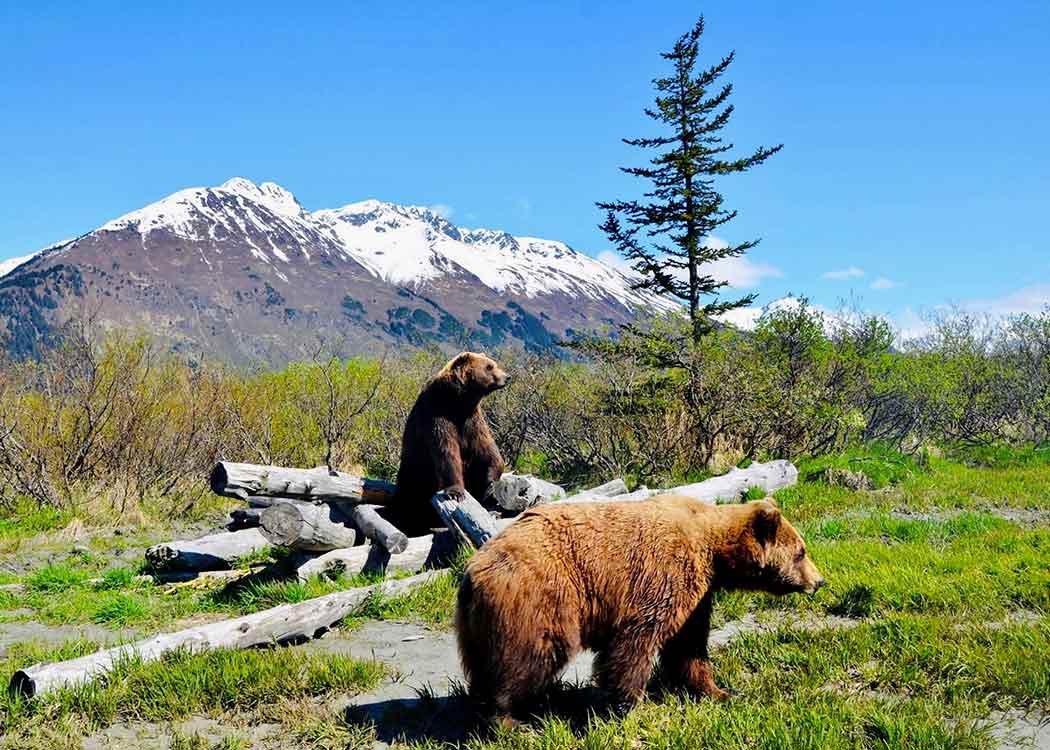 Alaska Wildlife Day Tour with Alaska Shore Tours
