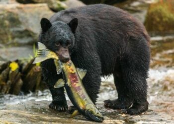 Neets Bay Bear Watch with Alaska Shore Tours